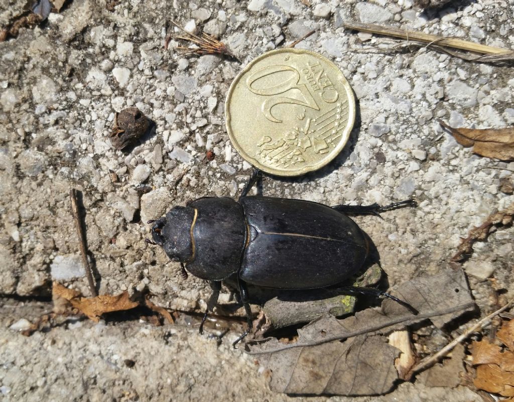 Lucanidae: Lucanus tetraodon, femmina